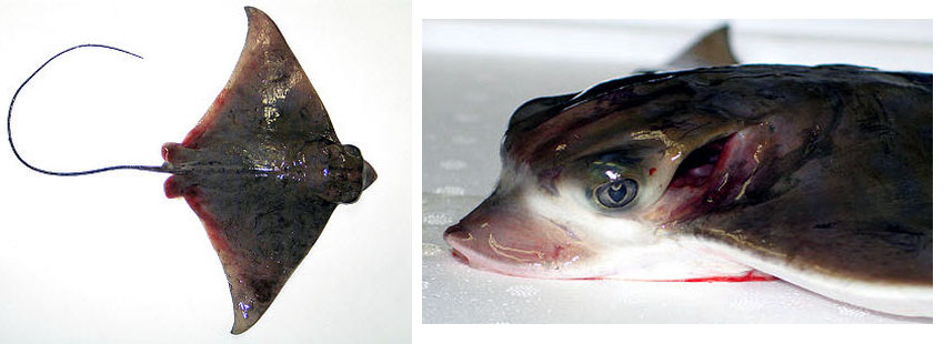 Pteromylaeus bobinus_05